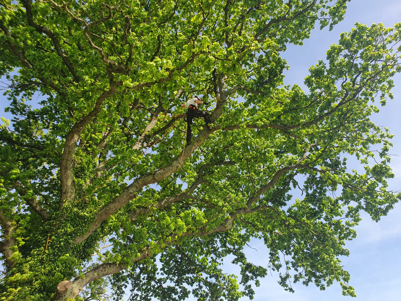 tree-surgeons-poole-bournemouth-wimborne-fjord-forestry